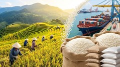Giá lúa gạo hôm nay 15.5: Lúa thơm tăng giá trở lại