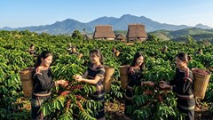Giá cà phê hôm nay 16.5: Tây Nguyên đồng loạt giảm sâu