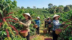 Giá cà phê hôm nay 17.5: Đi ngang, chờ tín hiệu mới từ thế giới