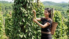 Giá hồ tiêu hôm nay 17.5: Nội địa ổn định, quốc tế neo cao