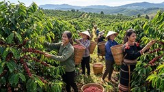 Giá cà phê hôm nay 18.5: Tây Nguyên ổn định, giao dịch chậm đầu tuần
