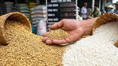 Giá lúa gạo hôm nay 18.5: Gạo xuất khẩu tăng mạnh, lúa giữ giá cao