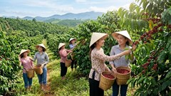 Giá cà phê hôm nay 19.5: Giảm mạnh, mất tới 900 đồng/kg