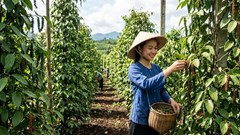 Giá hồ tiêu hôm nay 19.5: Giảm mạnh tới 3.000 đồng/kg