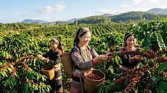 Giá cà phê hôm nay 20.5: Lao dốc, mất tới 1.700 đồng/kg