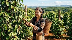 Giá hồ tiêu hôm nay 20.5.2026: Giá ổn định trở lại, chờ tín hiệu mới