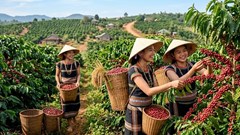 Giá cà phê hôm nay 21.5: Đồng loạt tăng 800 đồng/kg