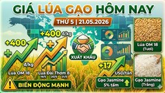 Giá lúa gạo hôm nay 21.5: Lúa OM18 tăng mạnh, thương lái đẩy mua