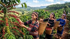 Giá cà phê hôm nay 23.5: Đảo chiều tăng sau chuỗi giảm