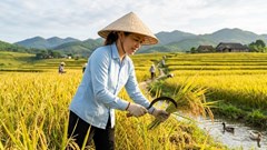 Giá lúa gạo hôm nay 23.5: Gạo xuất khẩu tiếp tục giữ đỉnh
