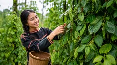 Giá hồ tiêu hôm nay 24.5: Tây Nguyên đi ngang, Đắk Lắk giữ đỉnh