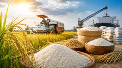 Giá lúa hôm nay 24.5: Nông dân hưởng lợi, doanh nghiệp lo áp lực nguồn cung