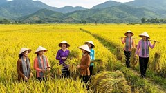 Giá lúa hôm nay 27.5: Gạo xuất khẩu giảm nhẹ, lúa chất lượng cao vẫn neo giá