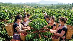 Giá cà phê hôm nay 28.5 bật tăng mạnh, tái lập mốc 88.500 đồng/kg