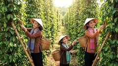 Giá hồ tiêu hôm nay 28.5 đi ngang, thị trường chờ cú hích xuất khẩu mới