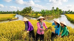 Giá lúa gạo hôm nay 28.5: Lúa thơm giữ giá, gạo phổ thông chịu áp lực giảm