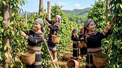 Giá tiêu hôm nay 29.5: Gia Lai duy trì vùng giá thấp nhất