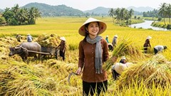 Giá lúa gạo hôm nay 29.5: Lúa thơm giữ giá, thị trường chờ tín hiệu mới