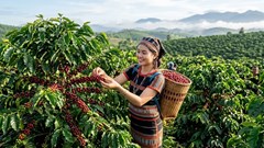 Giá cà phê hôm nay 30.5: Tây Nguyên tăng 1.400 đồng/kg