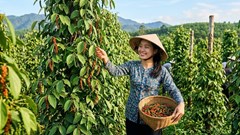 Giá hồ tiêu hôm nay 30.5: Thị trường tích lũy, nguồn cung ổn định