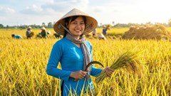 Giá lúa gạo 30.5: Giao dịch khởi sắc nhưng thương lái vẫn dè dặt