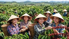 Giá cà phê hôm nay 31.5: Tây Nguyên đồng loạt mất 1.800 đồng/kg