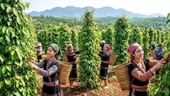 Giá tiêu hôm nay 31.5: Thị trường chưa xuất hiện động lực tăng mới