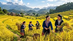 Giá lúa gạo hôm nay 31.5: Xuất khẩu tiếp tục nâng đỡ thị trường