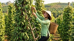 Giá tiêu hôm nay 1.6 đi ngang, nguồn cung ổn định trên cả nước