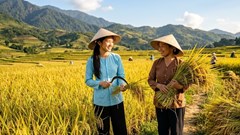 Giá gạo xuất khẩu duy trì ổn định, triển vọng tháng 6 ra sao?