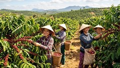 Giá cà phê 3.6 lao dốc phiên thứ hai liên tiếp, điều gì đang xảy ra?