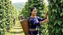 Giá hồ tiêu hôm nay 3.6: Giảm sâu so với cuối tháng trước