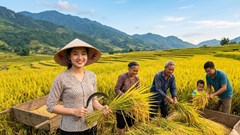 Giá lúa gạo hôm nay 3.6: Lúa Hè Thu giữ giá, thị trường chờ lực đẩy mới