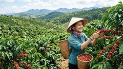 Giá cà phê hôm nay 5.6: Lao dốc trên diện rộng, thị trường chịu áp lực mới
