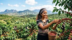 Giá cà phê hôm nay 6.6: Đà giảm chậm lại, thị trường chờ lực đỡ từ thế giới