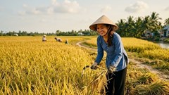 Giá lúa gạo hôm nay 7.6: Gạo Jasmine tăng giá, thị trường vẫn trầm lắng