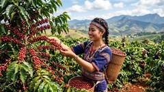 Giá cà phê hôm nay 8.6: Thị trường tạm cân bằng sau chuỗi giảm mạnh