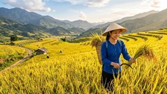 Giá lúa gạo hôm nay 8.6: Lúa thơm giữ giá, giao dịch vẫn trầm lắng