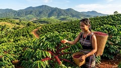 Giá cà phê hôm nay 10.6 tăng trở lại, Tây Nguyên nhích thêm 300-500 đồng/kg