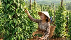 Giá hồ tiêu hôm nay 10.6: Nhiều địa phương tăng 1.000 đồng/kg