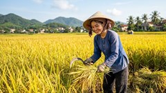 Giá lúa gạo hôm nay 10.6: Lúa thơm giữ giá, xuất khẩu tiếp tục khởi sắc