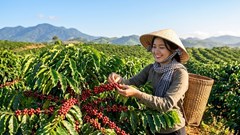 Giá cà phê hôm nay 12.6: Bật tăng trở lại, thêm 500-600 đồng/kg