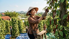 Giá hồ tiêu hôm nay 12.6: Ổn định, nông dân tiếp tục chờ tín hiệu tăng mới