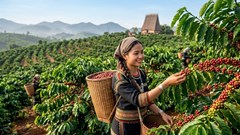 Giá cà phê hôm nay 13.6: Tây Nguyên bật thêm hơn 2.000 đồng/kg