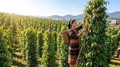 Giá hồ tiêu hôm nay 13.6: Đồng loạt tăng, cao nhất 140.500 đồng/kg