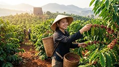 Giá cà phê hôm nay 14.6: Tăng nóng, Tây Nguyên lấy lại vùng giá cao