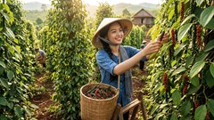 Giá hồ tiêu hôm nay 14.6: Thị trường đi ngang, chờ thêm tín hiệu từ xuất khẩu