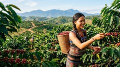 Giá cà phê hôm nay 15.6: Đi ngang nhưng áp lực tăng vẫn còn?