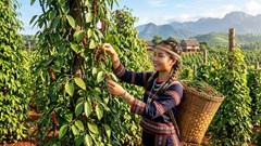 Giá tiêu ngày 15.6: Đi ngang, thị trường chờ lực mua mới