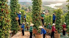 Giá hồ tiêu hôm nay 16.6: Đi ngang, cao nhất 140.500 đồng/kg
